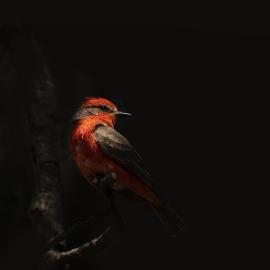 Mexico City’s Wildlife